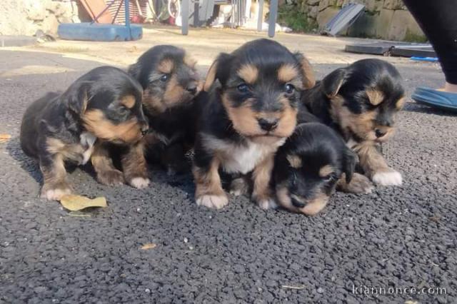 Portée chiot yorkshire terrier 