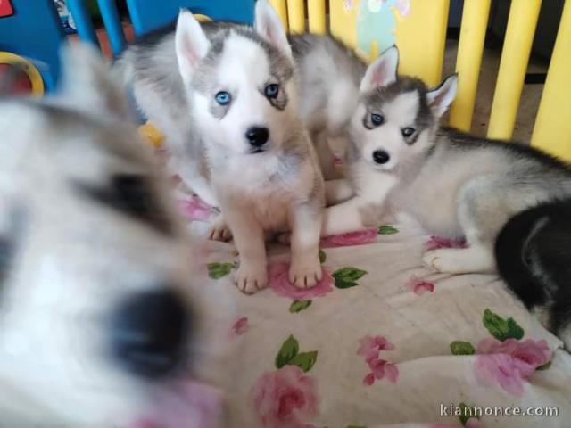 Adorable chiot sibérien husky prêt à adopter 