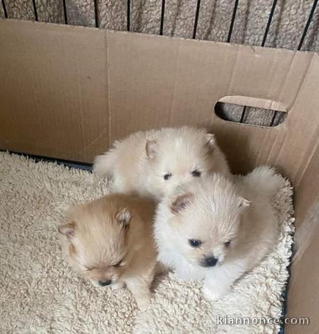 Dons chiot spitz nain disponibles 