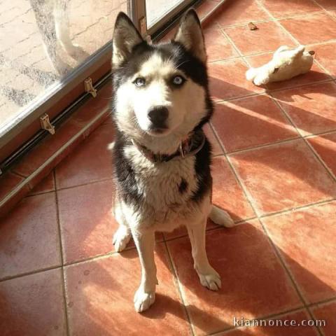 Adopter chiot husky prêt 