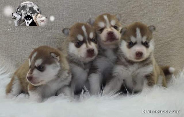 Adorable chiot sibérien husky 