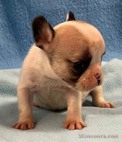 Chiot bouledogue français disponibles 