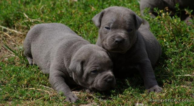 Adorable chiot staffie à donner 