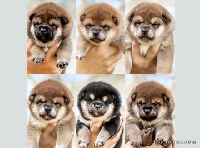 Chiot Shiba adorable 