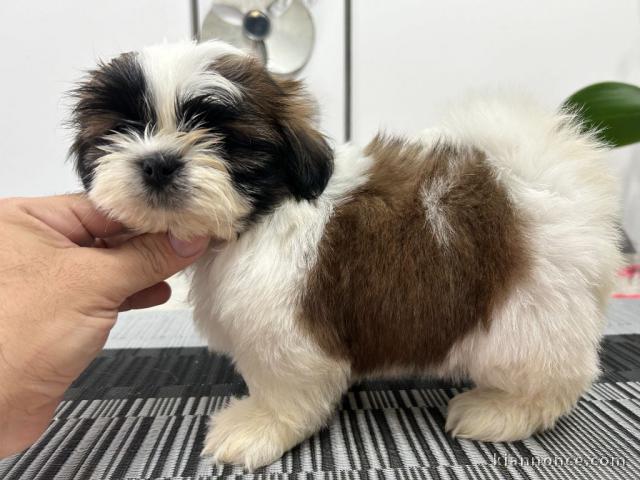 Je donne Shih Tzu adorable 