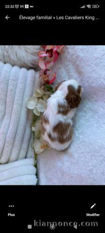 Adorable chiot cavalier king charles disponibles 