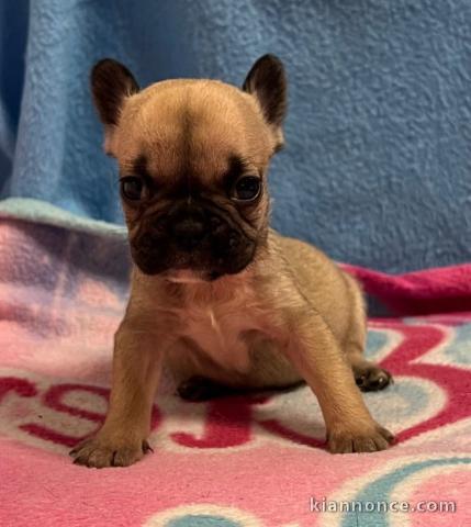 Chiot bouledogue français a donner 