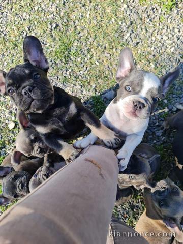 Chiot bouledogue français a donner 