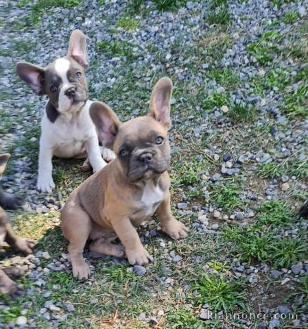 Je donne chiot bouledogue français 