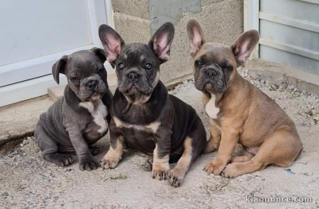 Adoption chiot bouledogue français 