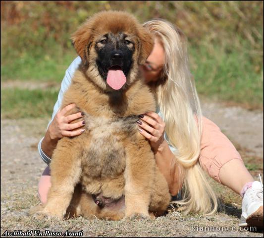 Chiot mâle de Berger du Caucase