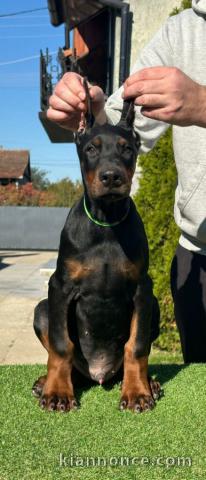 DOBERMAN chiots à vendre