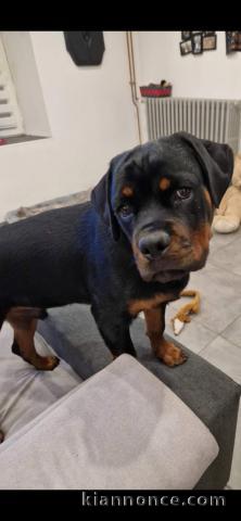 Chiot rottweiler a donner 