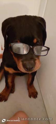 Adorable chiot rottweiler pour compagnie 