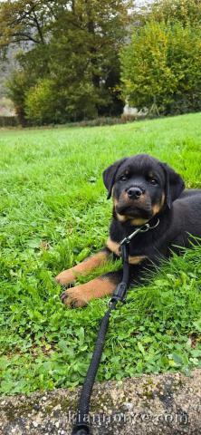 Chiot rottweiler pour adoption 