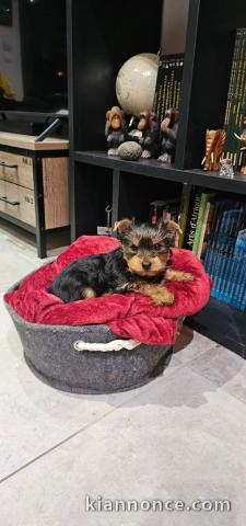 Chiot yorkshire terrier adorable 