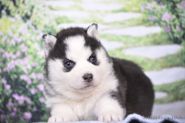 Chiot husky prêt à être adopté 