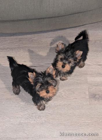 Je donne chiot yorkshire terrier 