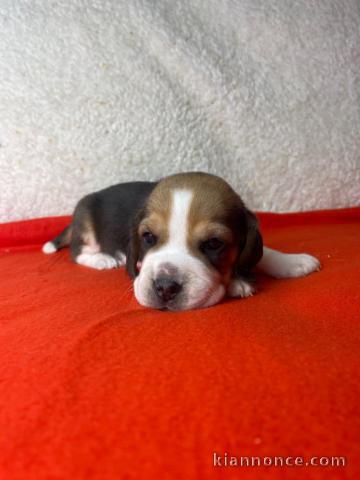 Adoption chiot beagle 