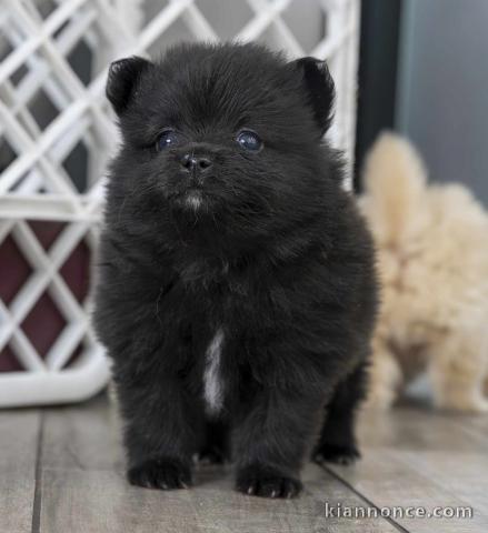 Adorable chiot Spitz allemand 