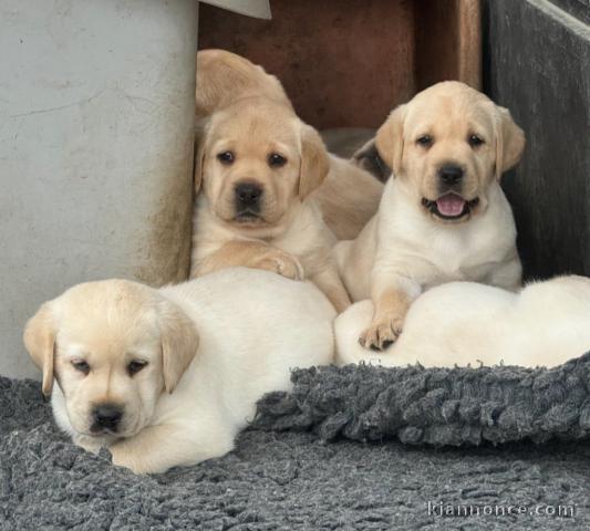 Adorable chiot labrador retriever a donner 