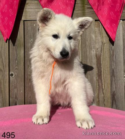 Chiot berger blanc suisse 