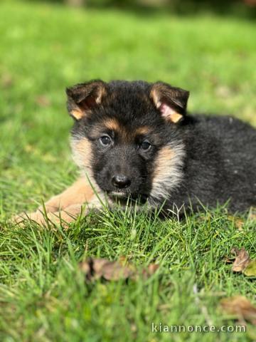 Chiot berger allemand lof 