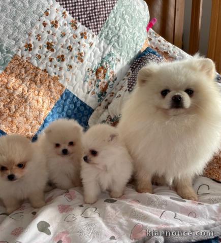 Adorable chiot spitz allemand 