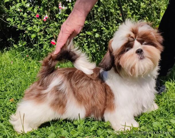 Chiot shih Tzu mâle a donner 