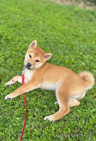 Chiot Shiba adorable femelle 