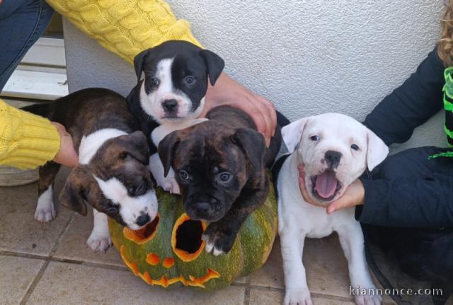 Chiot staffie lof mâle et femelle 