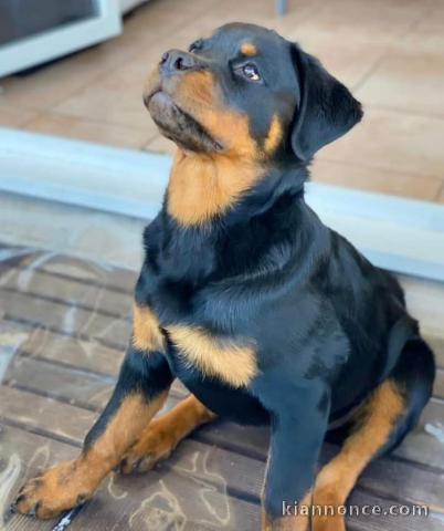 Chiot rottweiler pour adoption 