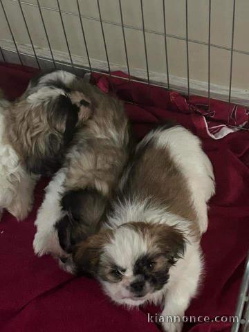 Chiot Shih Tzu à donner urgent 