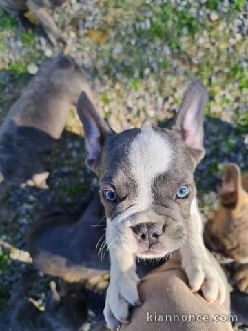 Chiot bouledogue français aux yeux bleus 