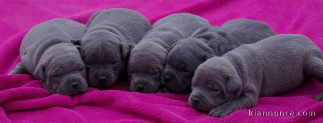 Je donne chiot staffie disponibles 