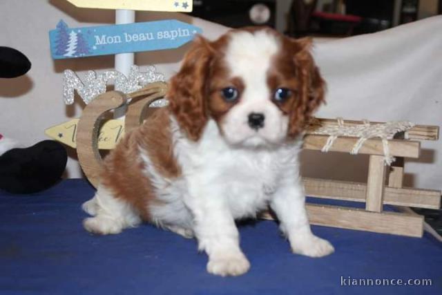 Chiot cavalier king charles disponibles 