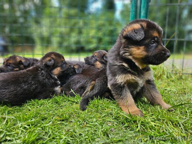 Chiot berger allemand lof mâle et femelle 