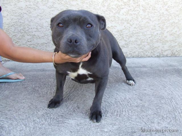 Chiot staffie à adopter adorable 