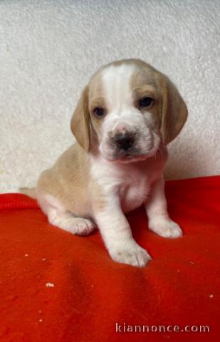 Chiot beagle disponibles pour adoption 