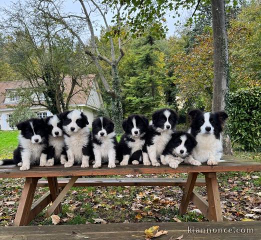 Adoption chiot border collier disponibles a donner 