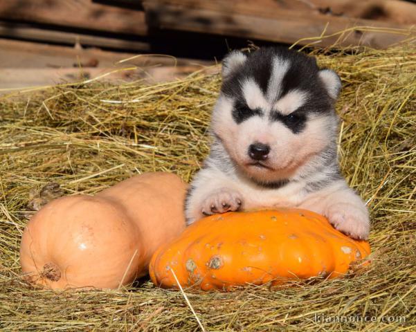 Je donne chiot husky sibérien 