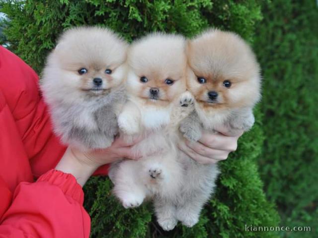 Je donne chiot spitz allemand disponibles 