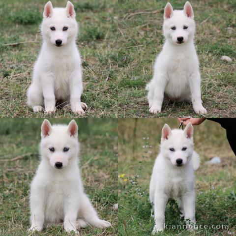 Bb chiot husky disponibles 