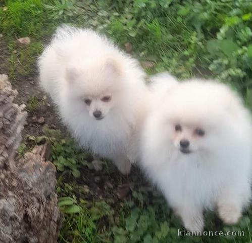 Chiot spitz allemand à donner 