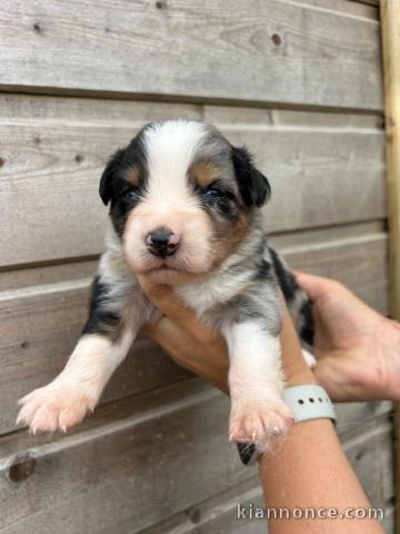 Chiot berger australien disponibles pour adoption 