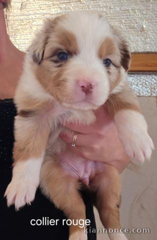 Chiot berger australien a donner 