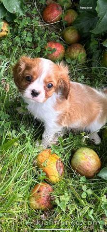 Chiot cavalier king charles disponibles a donner 