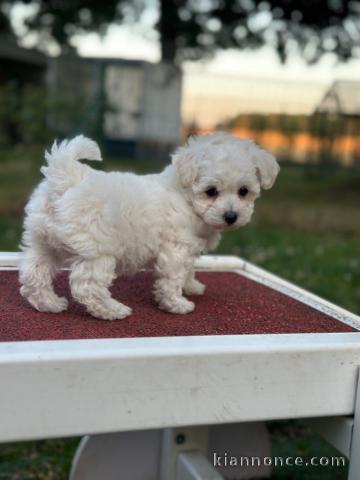 Chiot bichon frisé a donner 