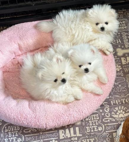 Chiot spitz allemand disponibles pour adoption 