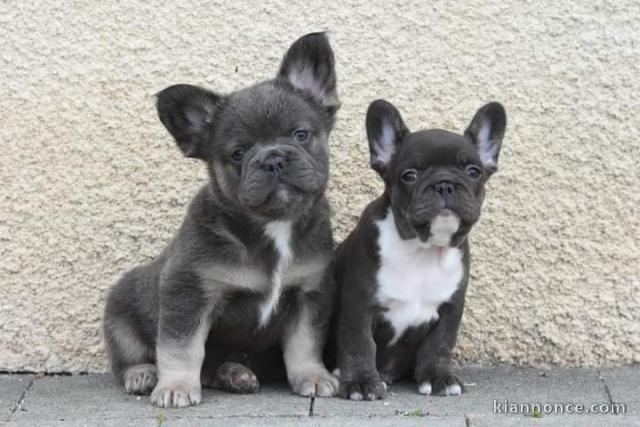 Chiot bouledogue français mâle et femelle a donner 